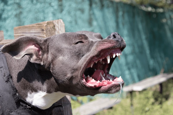 beautiful-angry-dog-staffordshire-bull-600nw-2356354513