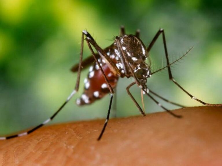 chikungunya-e1410963977136-1024x768