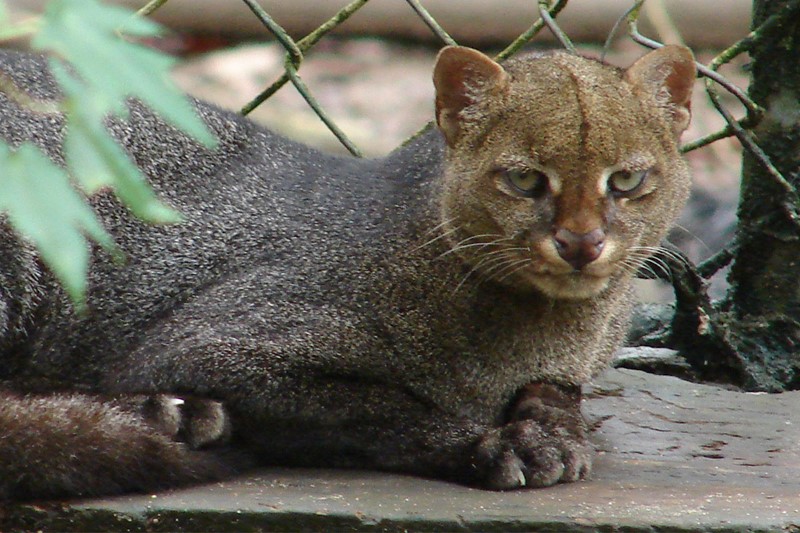 puma-yagouarundi-ac