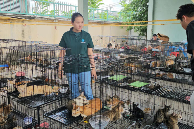 gatos viernam