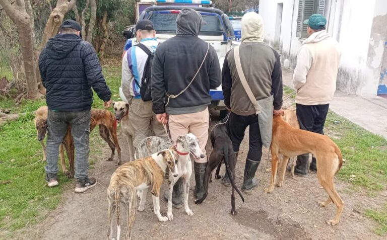galgos-cordoba-B4R2OYPU5BHQZGQS5FPSJRXLAE