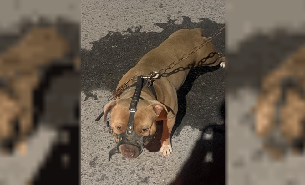 Pitbull130159