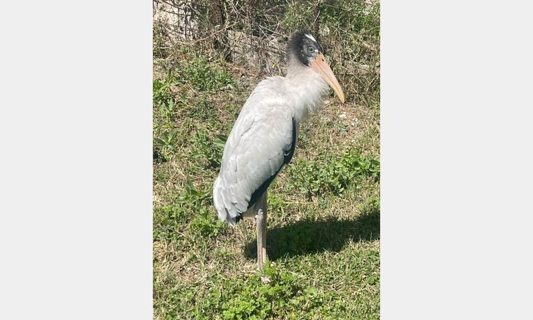 Rescatan a una cigüeña herida en La Calera y especialistas buscan reinsertarla (2).jpg-6aabec6d6a459
